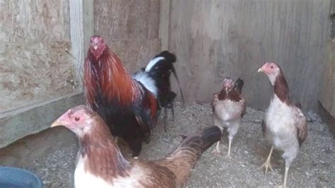 how to prepare gamefowl|Getting Ready for Gamefowl Breeding Season.